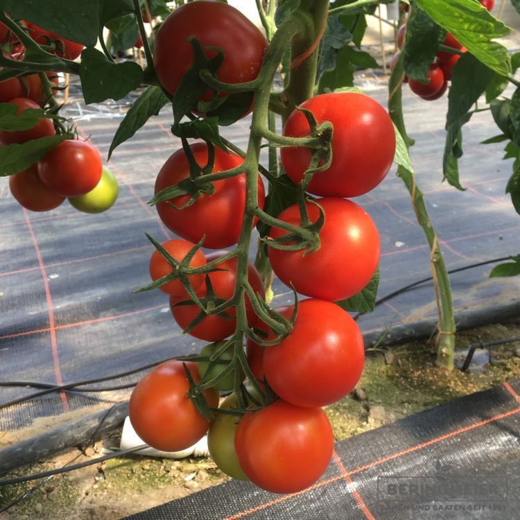 Tomate ‚Devotion F1‘