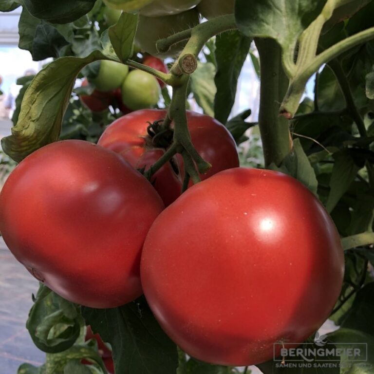 Tomate ‚Douglas F1‘