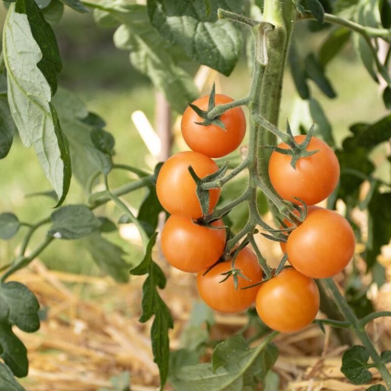 Tomate ‚Goldiana‘