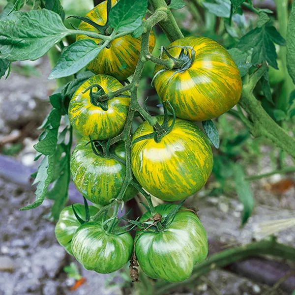 Tomate ‚Green Zebra‘