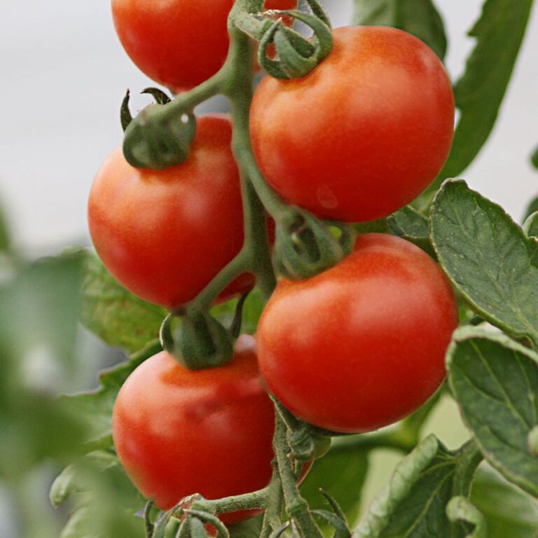 Tomate ‚Harzfeuer F1‘