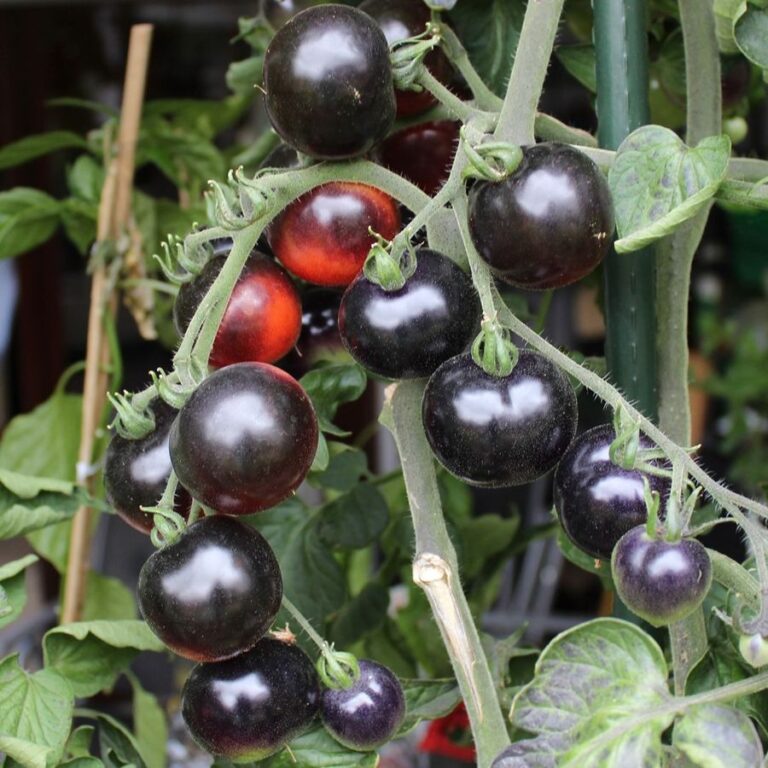 Tomate ‚Indigo Rose‘