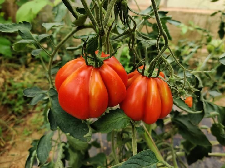 Tomate ‚Malea‘