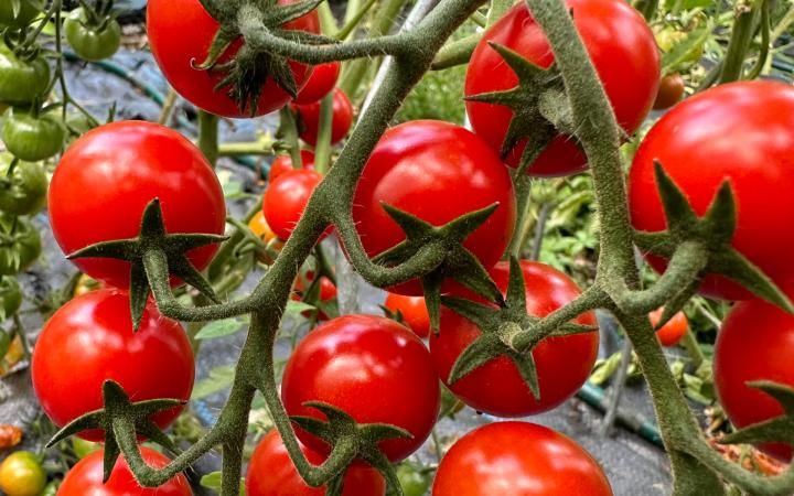 Tomate ‚Mexikanische Honigtomate‘