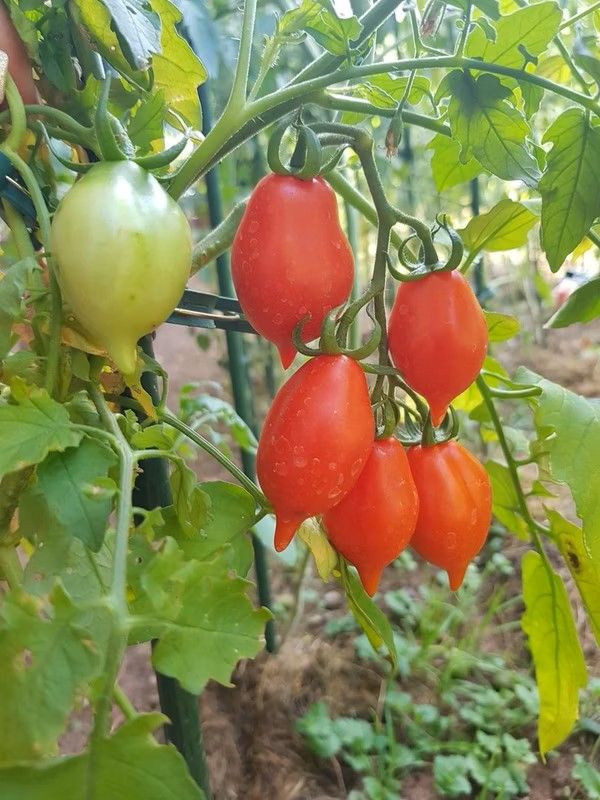 Tomate ‚Pantelli‘