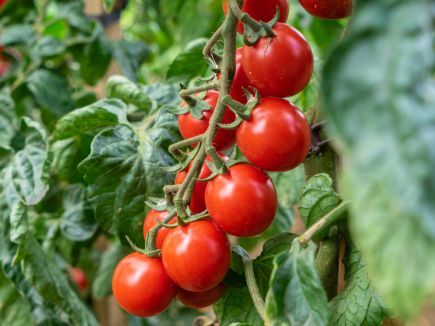 Tomate ‚Philamina‘
