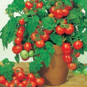 Tomate ‚Rotkäppchen‘