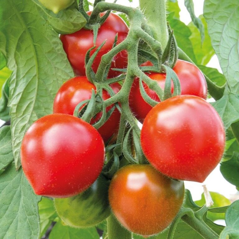 Tomate ‚Ruthje‘