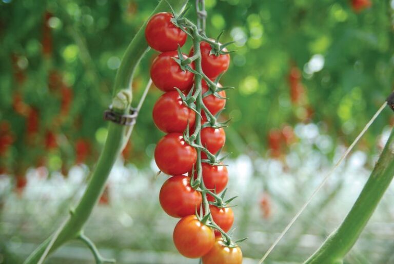 Tomate ‚Sakura F1‘