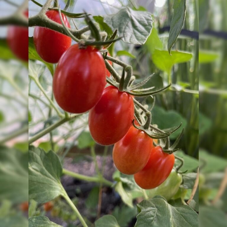 Tomate ‚San Martino‘