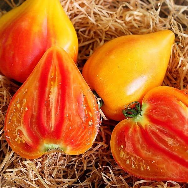 Tomate ‚Sonnenherz‘