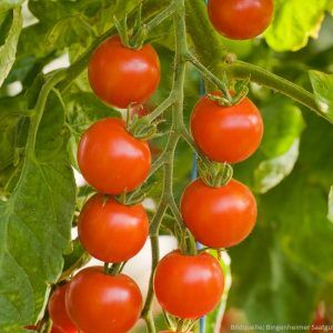 Tomate ‚Trixi‘