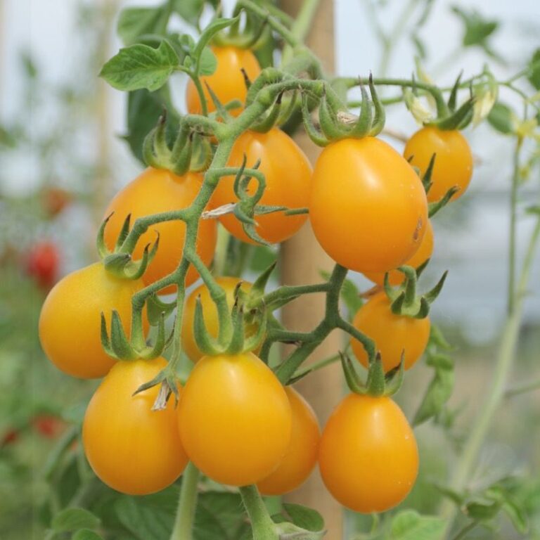 Tomate ‚Yellow Submarine‘