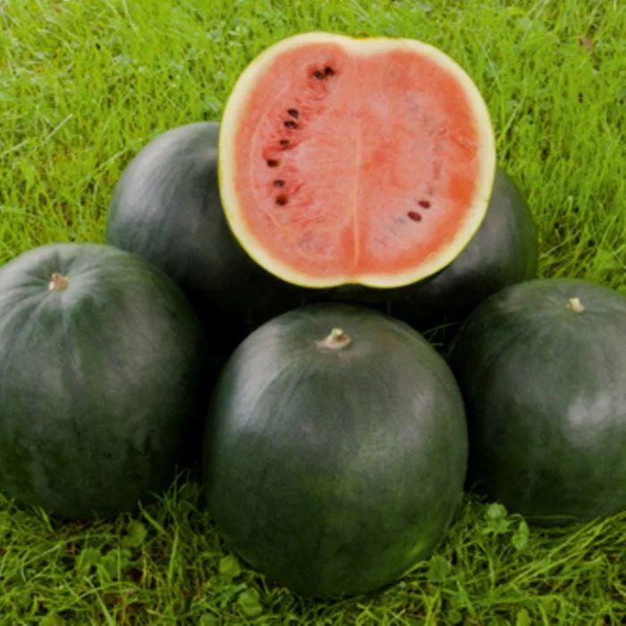 Wassermelone ‚Sugar Baby‘