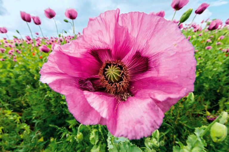 Ziermohn ‚Pravec‘