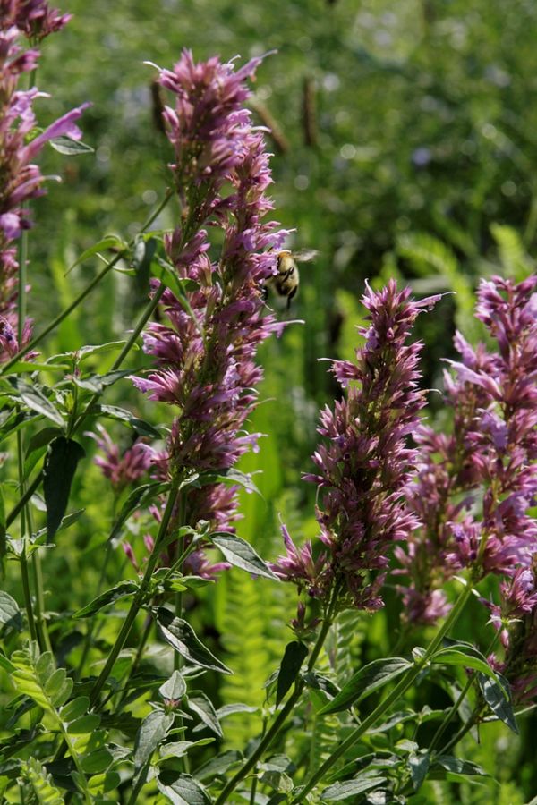 Zitronen-Agastache