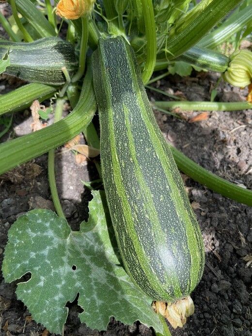 Zucchini ‚Cocozelle von Tripolis‘