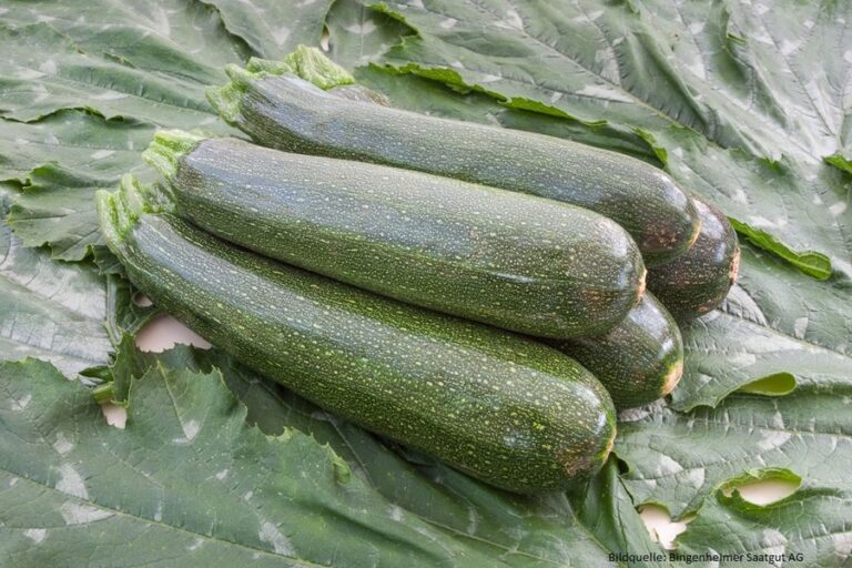 Zucchini ‚Serafina‘