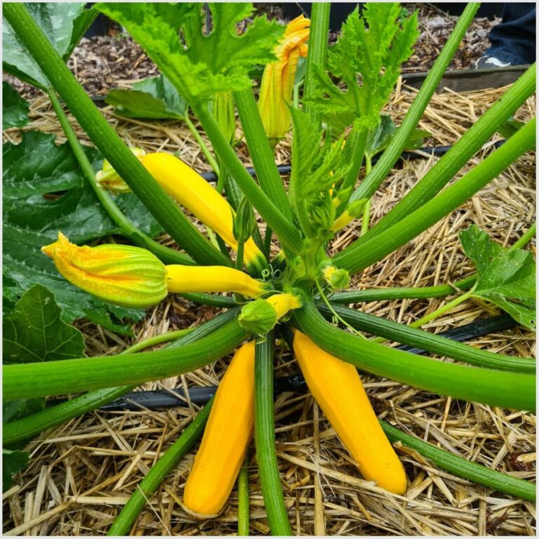 Zucchini ‚Solara‘