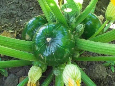 Zucchini ‚Zaphito‘