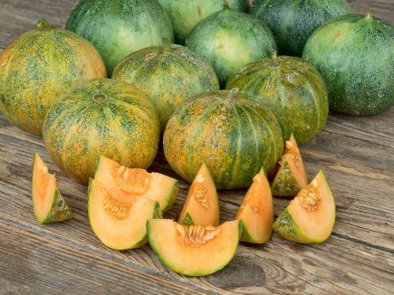 Zuckermelone ‚Petit Gris de Rennes‘