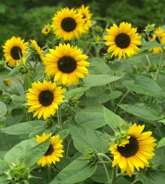Zwergsonnenblume